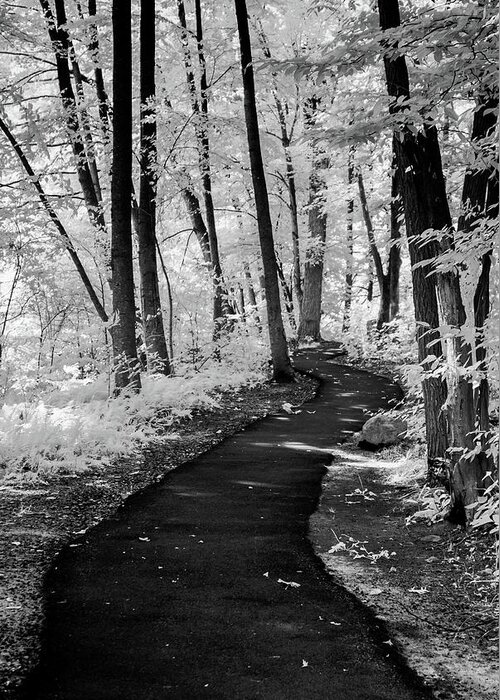 B&w Greeting Card featuring the photograph Forbidden Woods Vertical by Anthony Sacco