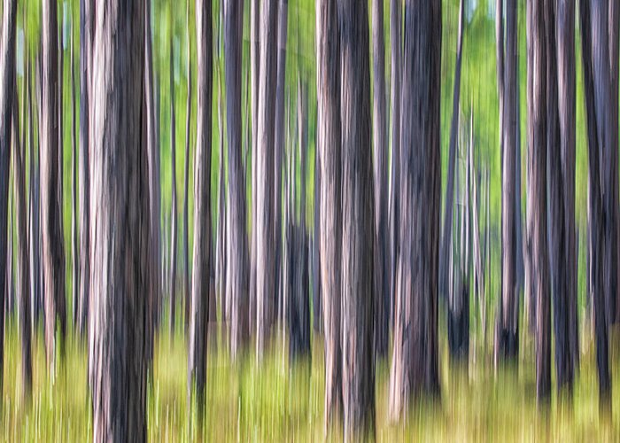 Abstract Greeting Card featuring the photograph Forest Abstract - Pines of the Croatan National Forest by Bob Decker