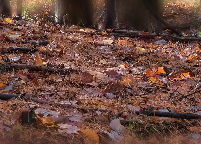 Autumn Greeting Card featuring the photograph Forest Floor - by Julie Weber