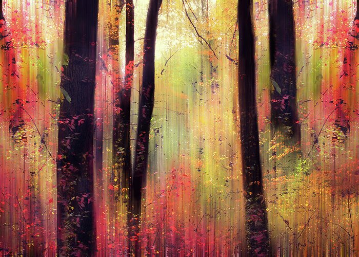 Forest Greeting Card featuring the photograph Forest Frolic by Jessica Jenney