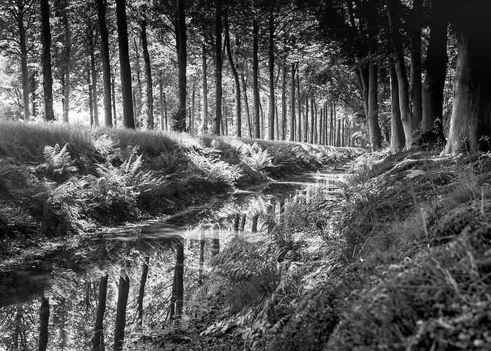 Black&white Greeting Card featuring the photograph Forest by MPhotographer