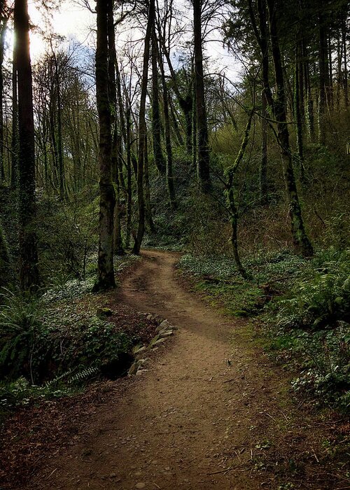 Plants Greeting Card featuring the photograph Forest Path by Mark David Gerson