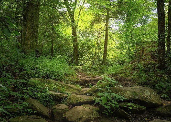 Forest Pathway Greeting Card featuring the photograph Forest by Rebecca Herranen