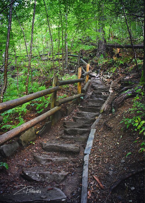 Steps Greeting Card featuring the photograph Forest Steps by Ingrid Zagers