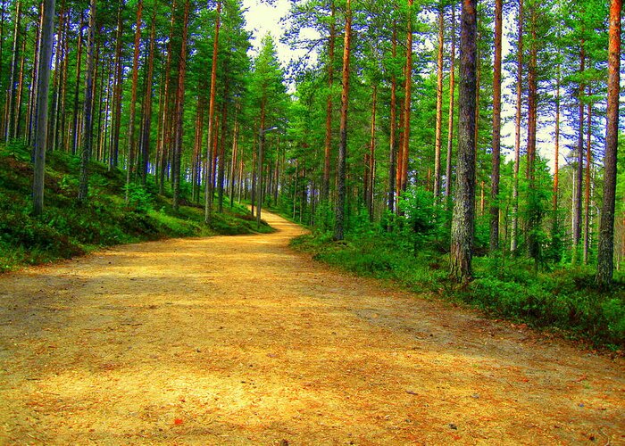 Forest Greeting Card featuring the photograph Forest trail by Pauli Hyvonen