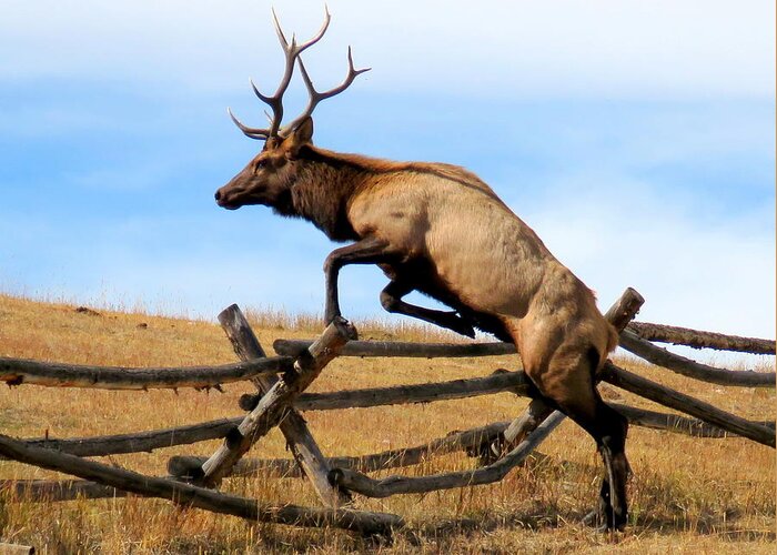 Elk Greeting Card featuring the photograph Forever Free by Karen Shackles