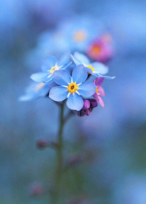 Forget-me-not Greeting Card featuring the photograph Forget Me Not by Maria Meester
