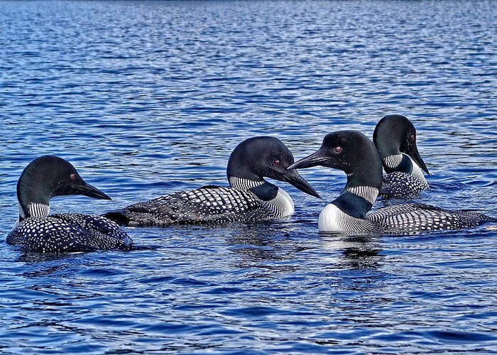 Kayak Greeting Card featuring the photograph Four Loons on a Lake by Russel Considine