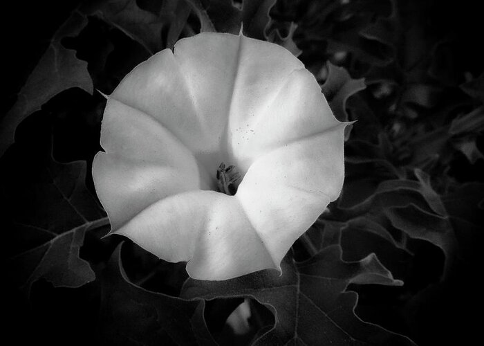 Black And White Greeting Card featuring the photograph Four-O-Clock in Black and White by Mary Lee Dereske