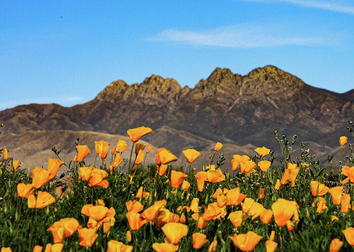 Four Peaks Greeting Card featuring the photograph Four Peaks in Spring by Bonny Puckett