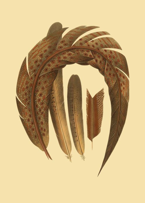 Pheasant Greeting Card featuring the digital art Four Pheasant Feathers by Madame Memento