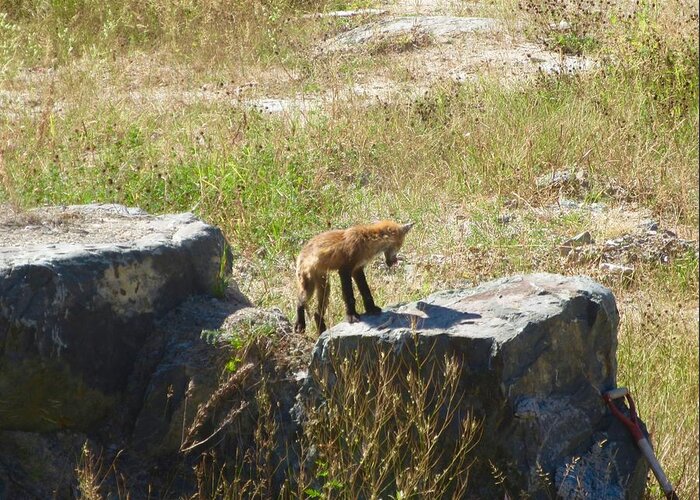 Fox Greeting Card featuring the photograph Fox on the Rocks by Stephanie Moore