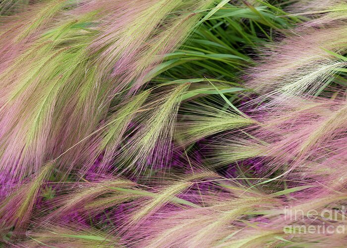 Foxtail Barley Greeting Card featuring the photograph Foxtail Barley Grass Pattern by Tim Gainey