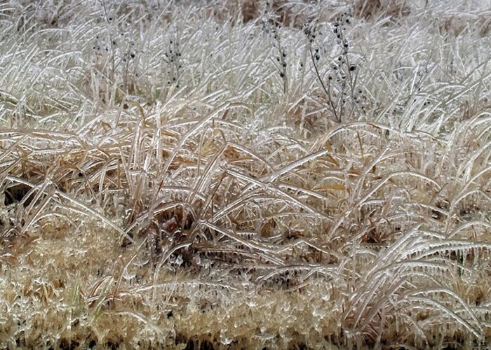 Fine Art Greeting Card featuring the photograph Fragile Grass by Robert Harris