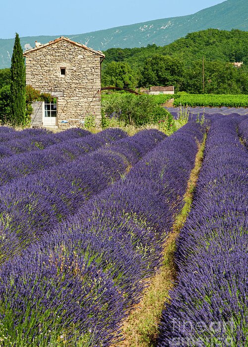Saignon Greeting Card featuring the photograph French Stone Farmhouse on a Lavender Farm One by Bob Phillips