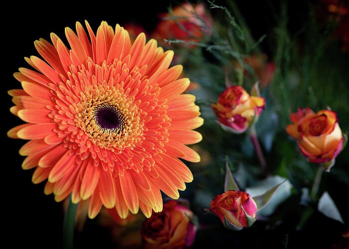 Daisies Greeting Card featuring the photograph Fresh beautiful orange daisy flower blossom. Blooming flower by Michalakis Ppalis