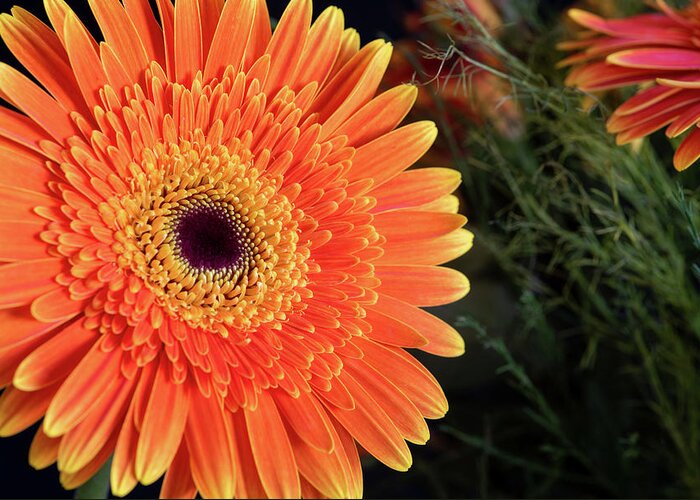 Gerbera Jamesonii Greeting Card featuring the photograph Fresh blooming Daisy flower  by Michalakis Ppalis