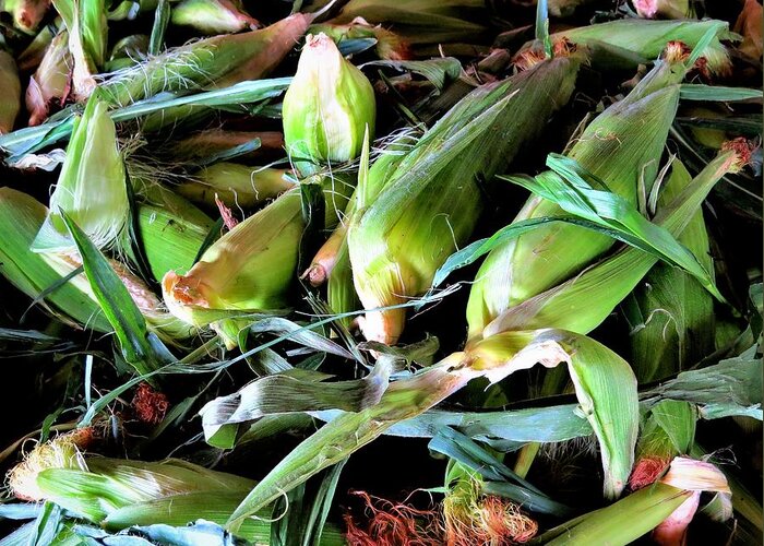 Corn Greeting Card featuring the photograph Fresh Jersey Corn Ready for Shucking by Linda Stern