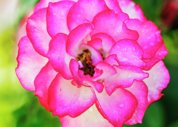Pink Rose Greeting Card featuring the photograph Fresh pink rose by Vishwanath Bhat