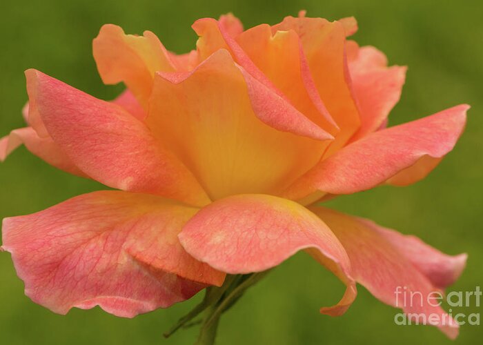 Bloom Greeting Card featuring the photograph Friendly Rose by Nancy Gleason