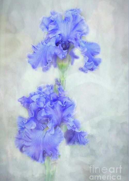 Iris Greeting Card featuring the photograph Frilly Flowering Irises by Amy Dundon