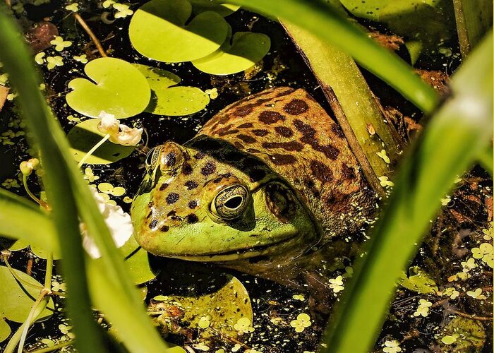 Frog Water Pond Green Leaves Eye Reptile Greeting Card featuring the photograph Frog by John Linnemeyer