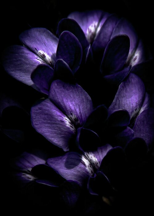 Purple Greeting Card featuring the photograph From Behind the Shadows by Bonny Puckett