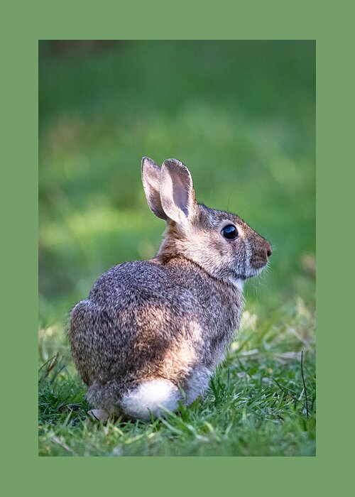 Rabbit Greeting Card featuring the photograph From Head to Tail by Linda Bonaccorsi
