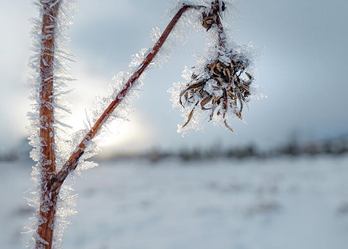 Frost Greeting Card featuring the photograph Frost On A Winter Annual by Phil And Karen Rispin