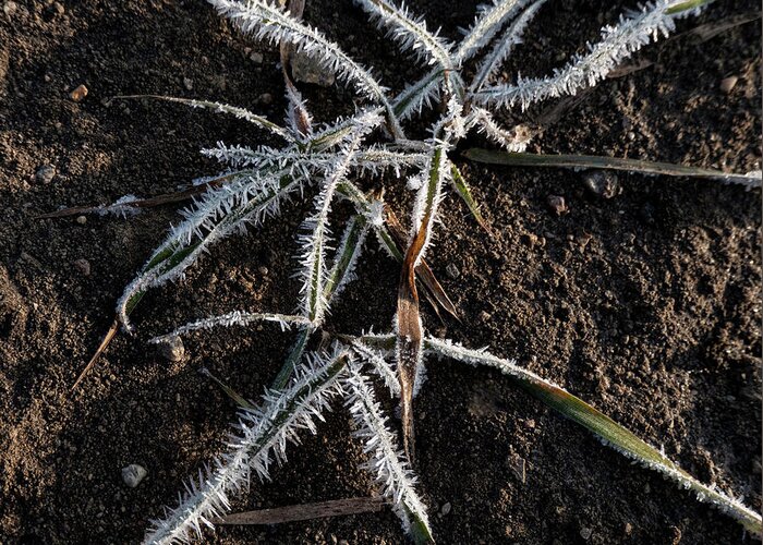 Frost Greeting Card featuring the photograph Frost On Crabgrass by Karen Rispin