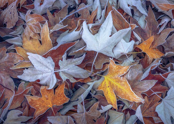 Sycamore Greeting Card featuring the photograph Frosted Sycamore Leaves by Alexander Kunz