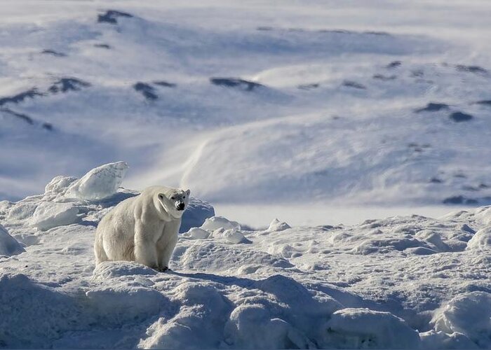 Polar Bear Greeting Card featuring the photograph Frosty by Rand Ningali
