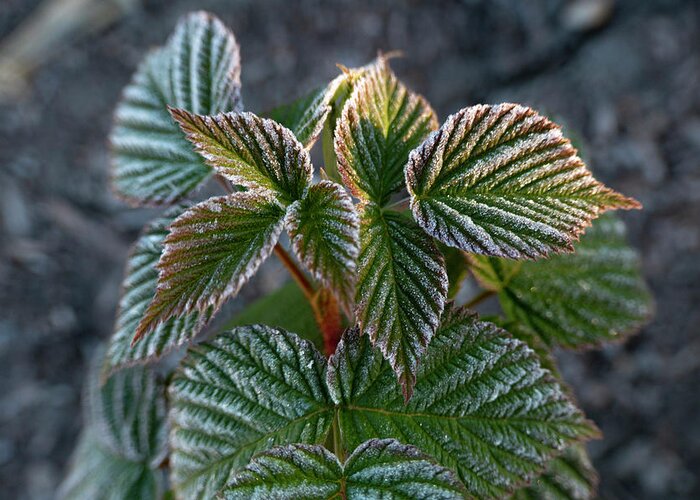 Frost Greeting Card featuring the photograph Frosty Raspberry Leaves by Phil And Karen Rispin