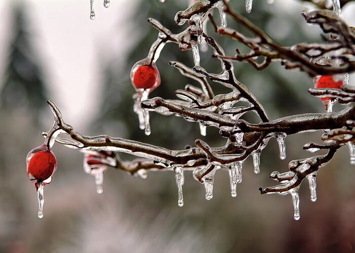 Winter Greeting Card featuring the photograph Frozen Apples by Larey McDaniel