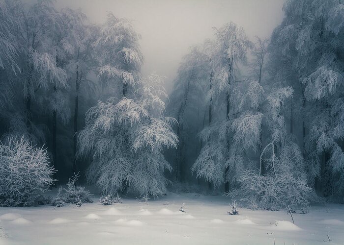 Mountain Greeting Card featuring the photograph Frozen Forest by Evgeni Dinev