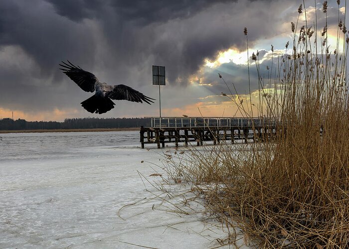 Frozen Photography Greeting Card featuring the photograph Frozen River And Flying Crow Jurmala  by Aleksandrs Drozdovs