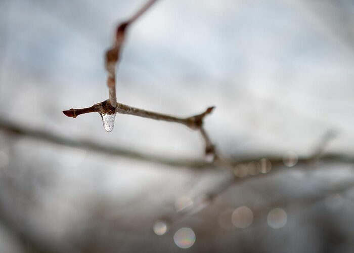 Photo Greeting Card featuring the photograph Frozen Twig by Evan Foster
