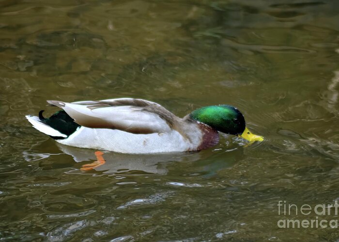 Mallard Duck Greeting Card featuring the photograph Full colour of a male Mallard duck by Pics By Tony
