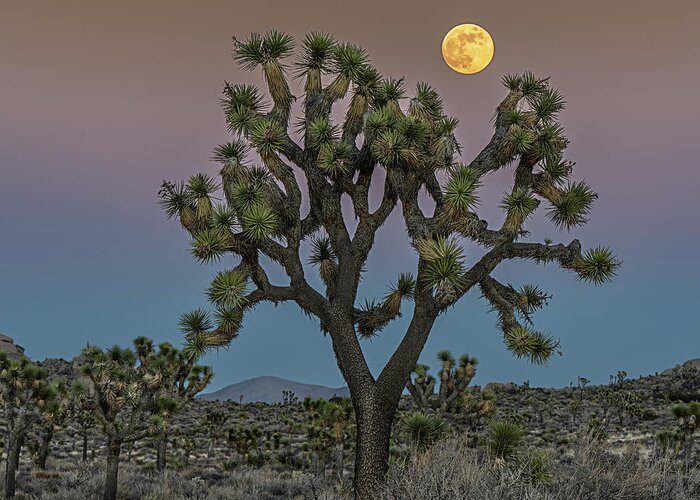 Joshua Tree Greeting Card featuring the photograph Full Moon Over Joshua Tree National Park by George Buxbaum