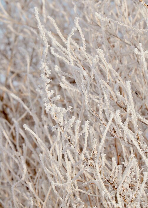 Winter Greeting Card featuring the photograph Full of Frost by Carol Groenen