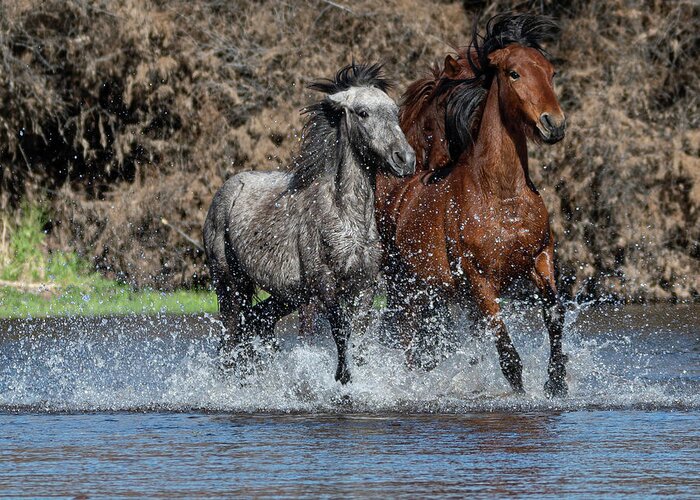 Wild Horses Greeting Card featuring the photograph Full Speed by Mary Hone