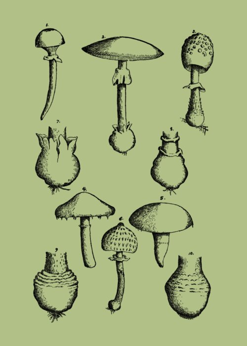 Mushroom Greeting Card featuring the digital art Fungus Chart by Madame Memento