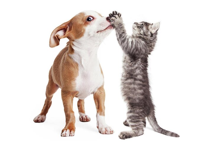 Adorable Greeting Card featuring the photograph Funny Puppy and Kitten Playing by Good Focused