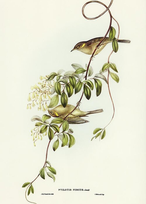 Fuscous Honey-eater Greeting Card featuring the drawing Fuscous Honey-eater, Ptilotis fusca by John Gould