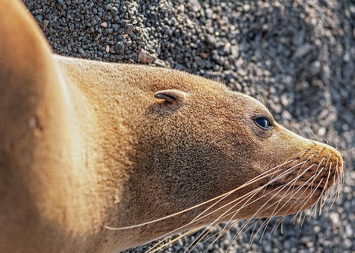 Ecuador Greeting Card featuring the photograph Galapagos Fur Sea lion resting in the sun by Henri Leduc