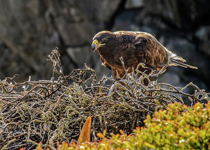 Animal In The Wild Greeting Card featuring the photograph Galapagos hawk at nest by Henri Leduc