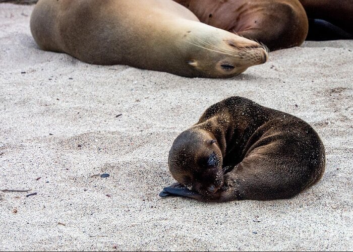 Baby Greeting Card featuring the photograph Galapagos Sea Lion Pup on San Cristobal Island by L Bosco