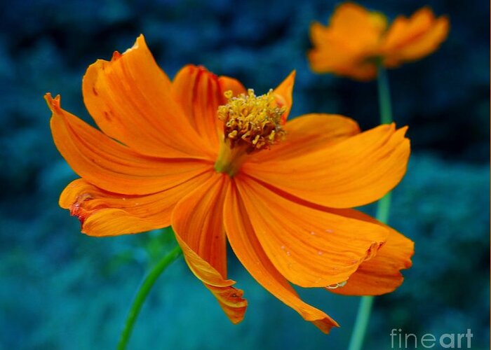 Orange Daisies Greeting Card featuring the photograph Garden Dance by Rosanne Licciardi