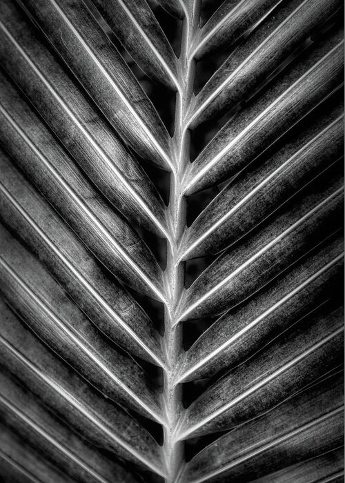 Palm Greeting Card featuring the photograph Garden Palm Fronds Black and White by Debra and Dave Vanderlaan
