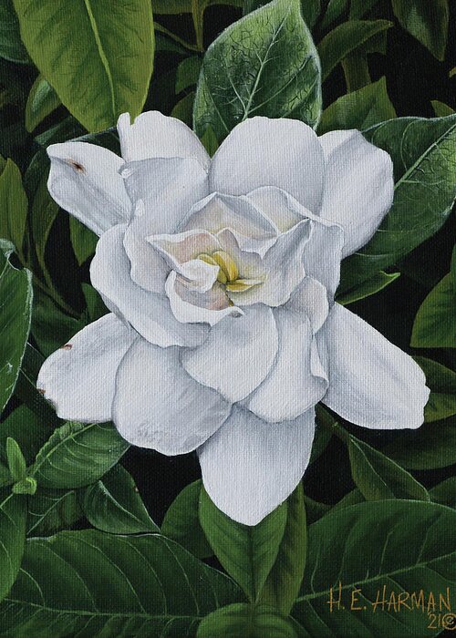 Gardenia Greeting Card featuring the painting Gardenia by Heather E Harman